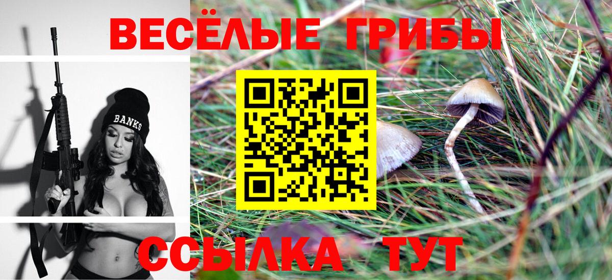 Галлюциногенные грибы Psilocybine cubensis  Белореченск  Галлюциногенные грибы прущие грибы 